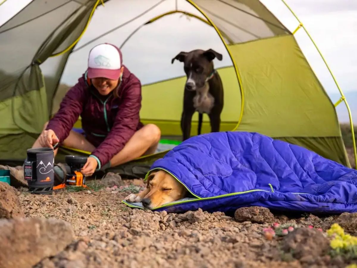 brown dog sleeping inside a blue sleeping bag with a black and white dog in a green and white tent watching a woman