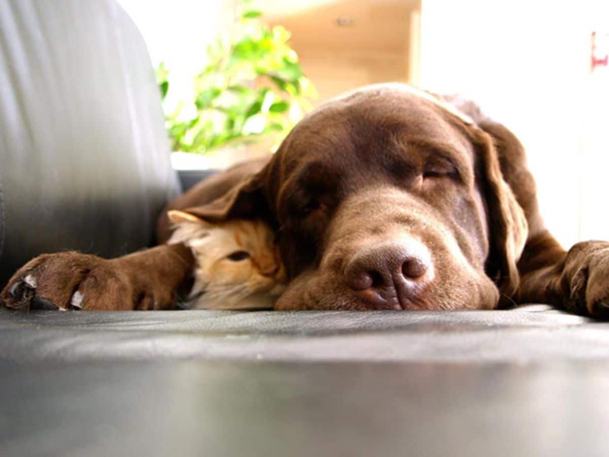 brown dog sleeping on a black sofa cuddlign and orange cat and the cat's head is under the dog's ear