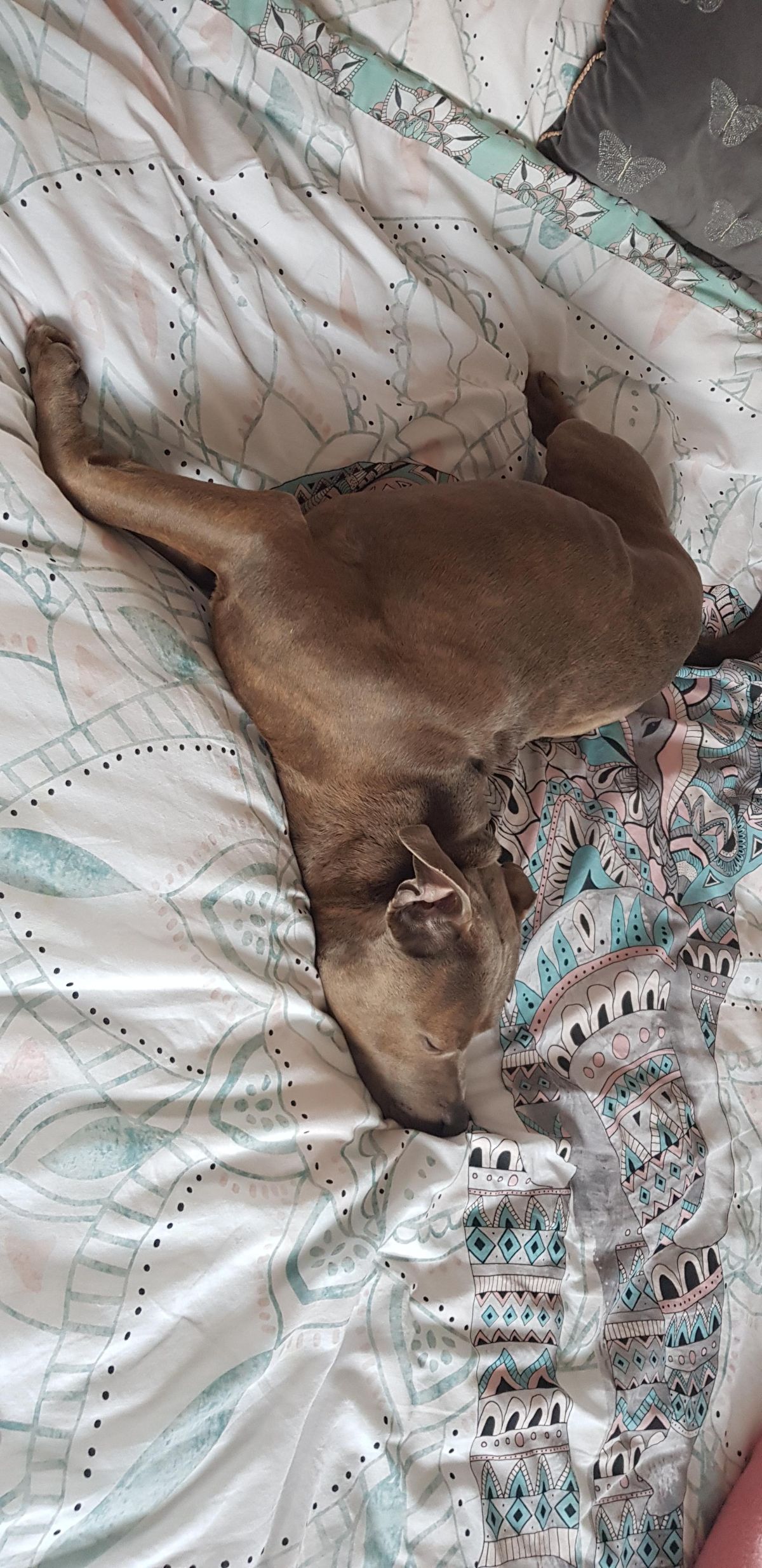 brown dog sleeping on a white bed with the head twisted away from the body