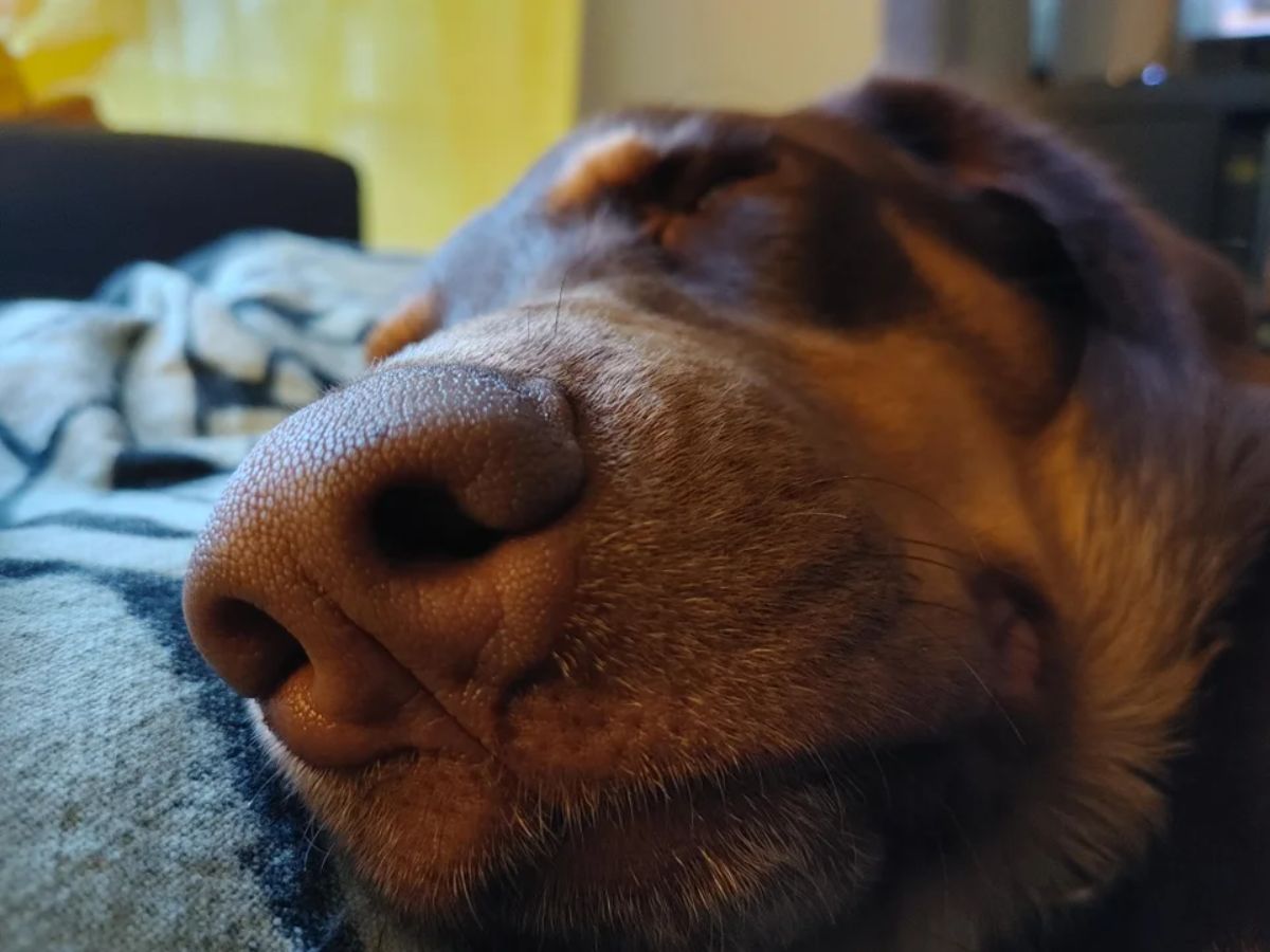 brown dog sleeping sideways on a blue and white bed with the nose close to the camera