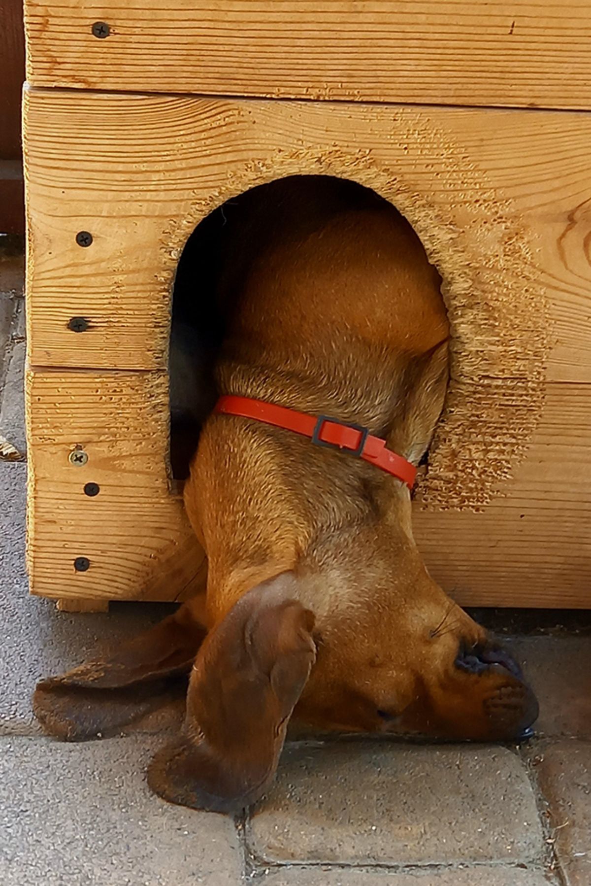 brown dog sleeping with the head resting on the floor with the rest of the body inside a wooden doghouse
