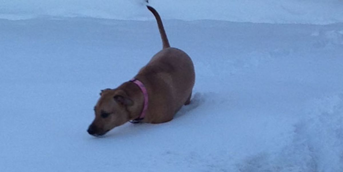 brown dog standing leg-deep in snow
