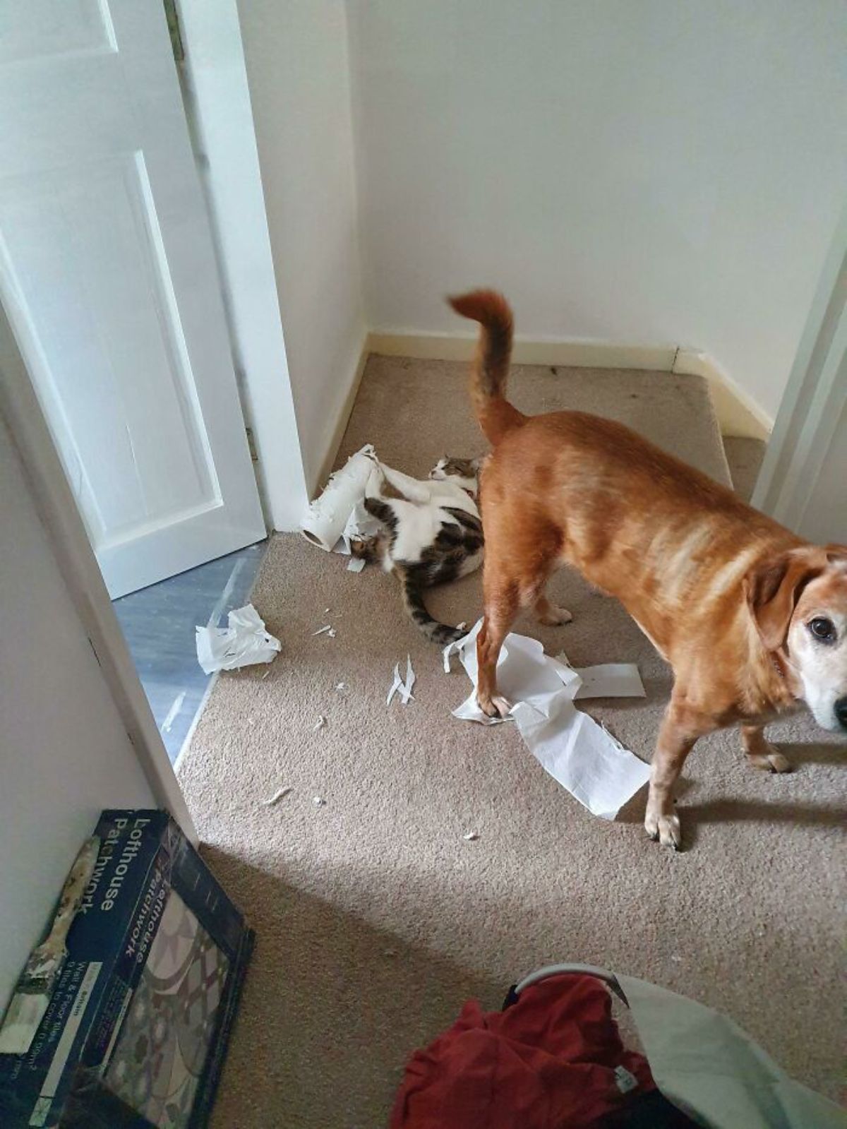 brown dog standing near a white and grye tabby cat ripping up some toilet paper