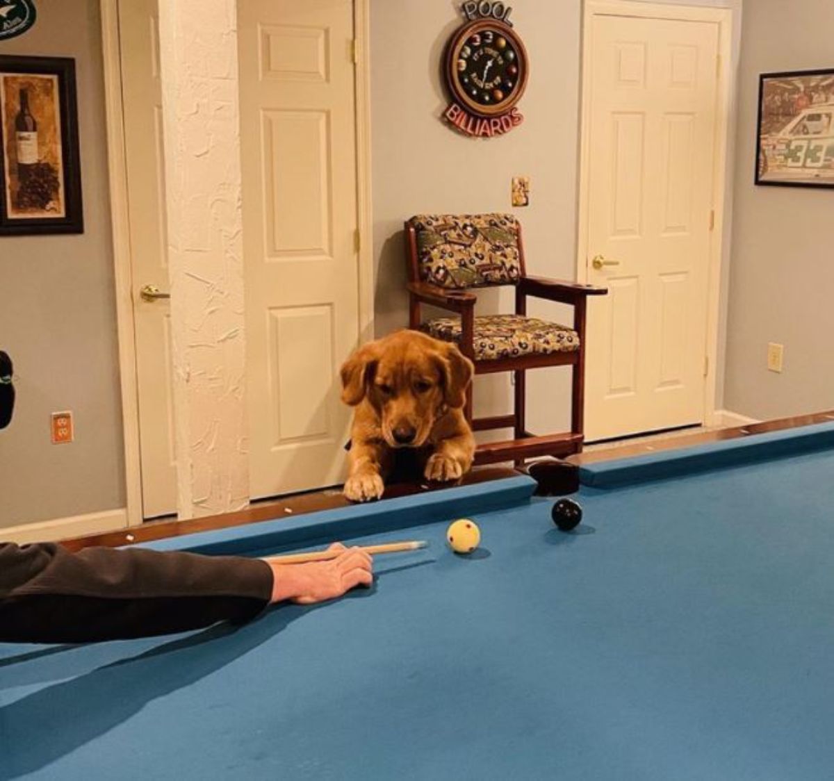 brown dog standing on hind legs with the front paws on the side of a blue pool table with someone playing