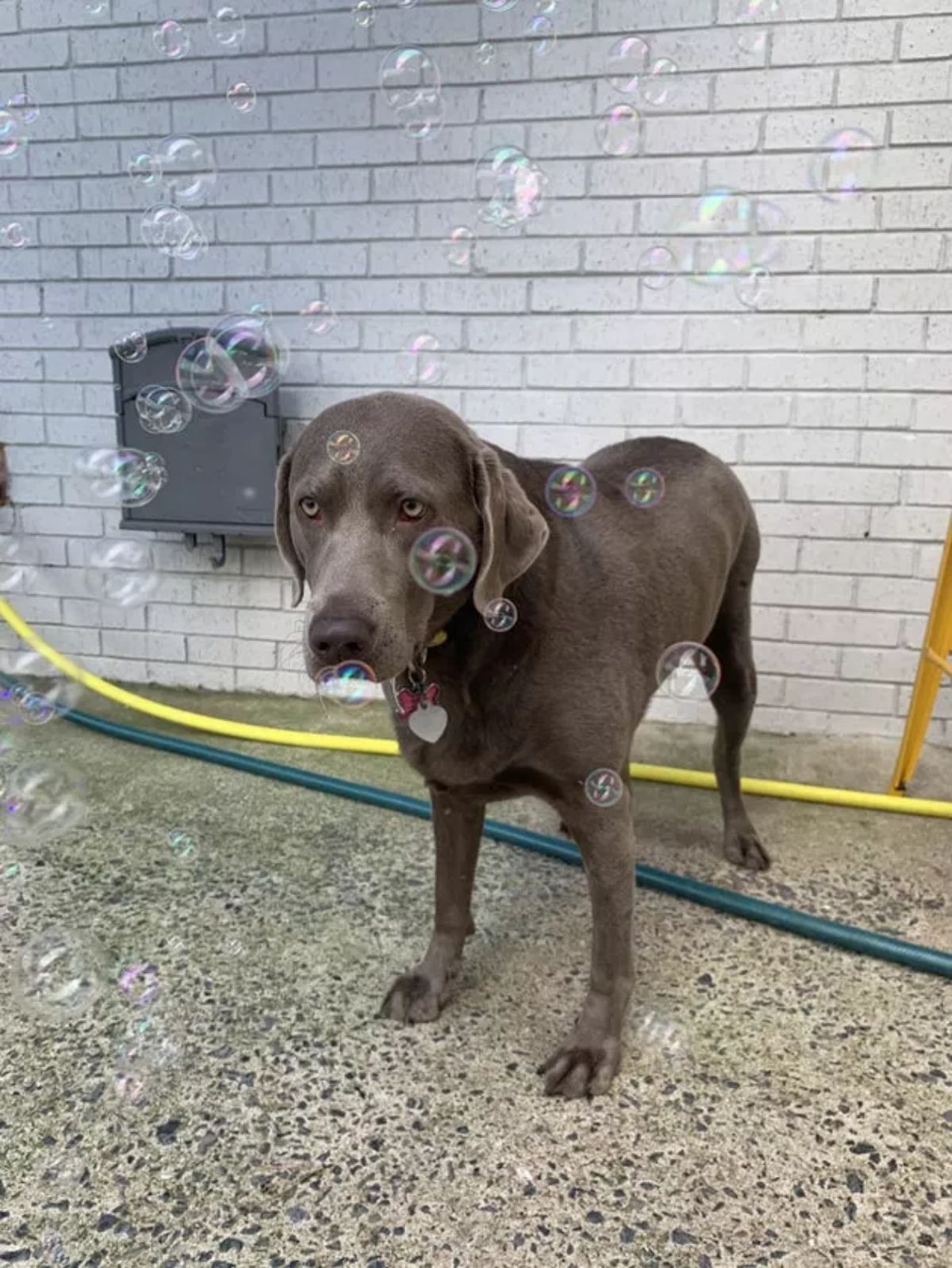 brown dog standing quietly amid bubbles