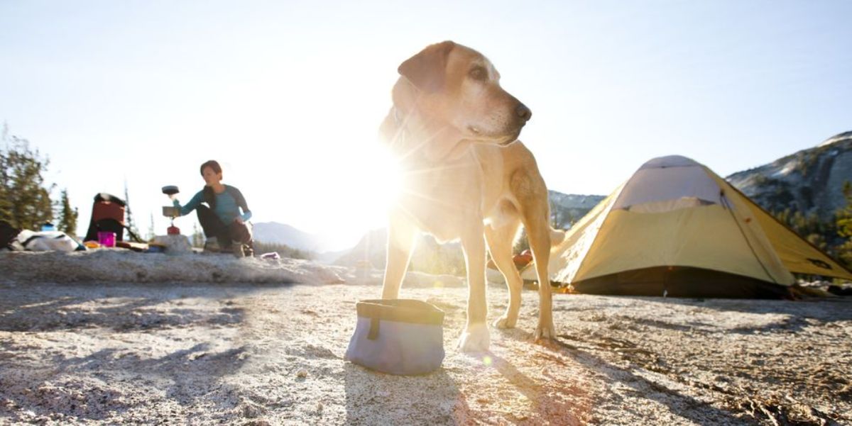 brown dog standing with the sun, a woman and a yellow white and brown camping tent behind it