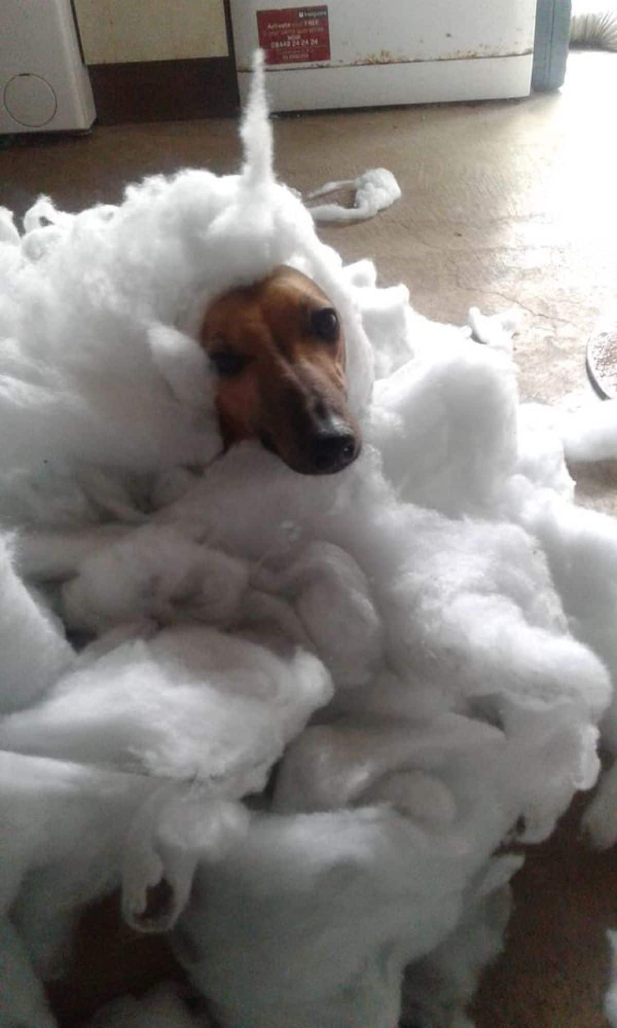 brown dog surrounded by white stuffing