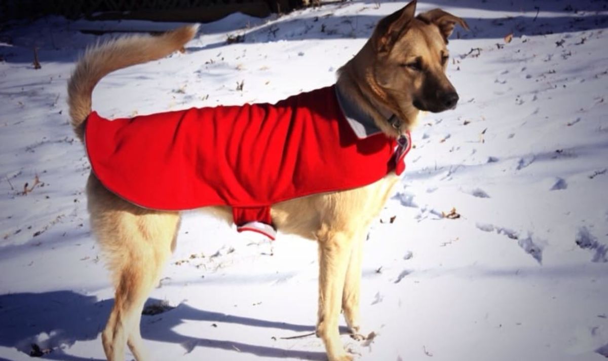 brown dog wearing a red coat and standing on snow