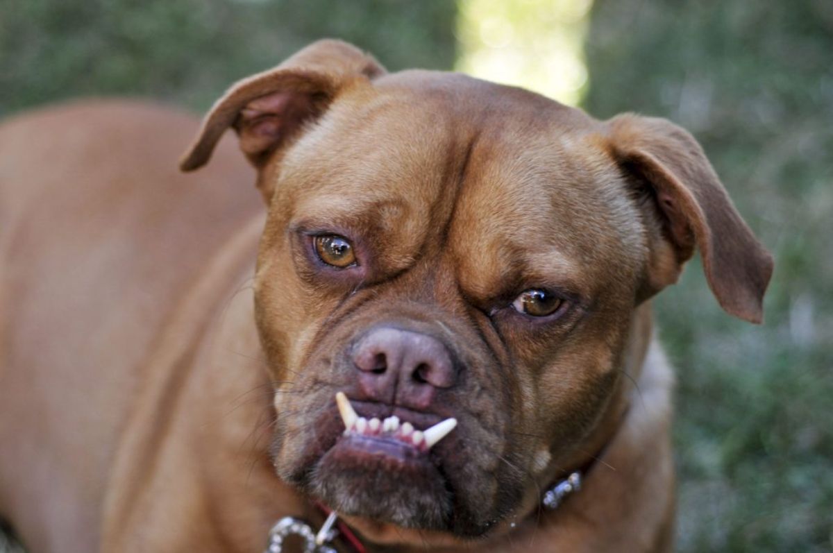 brown dog with an underbite