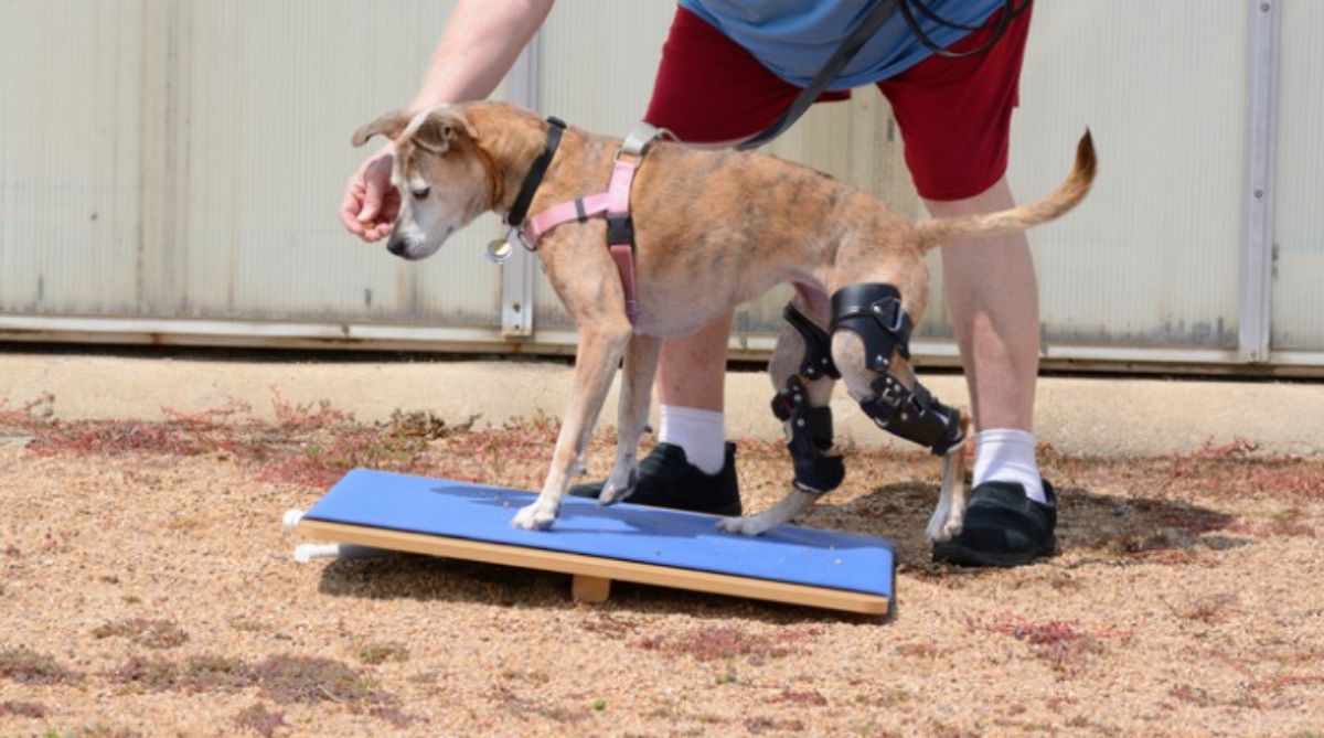 brown dog with braces on the back legs walking on a short platform with a person standing by the dog