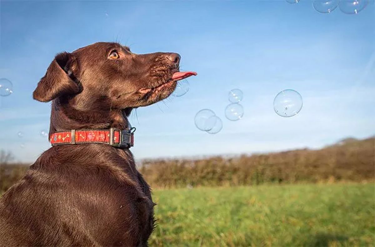 brown dog with the tongue sticking out looking at soap bubbles