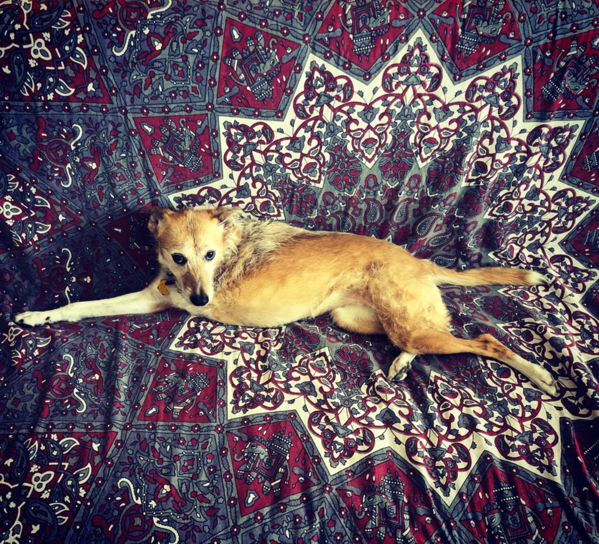 brown dog with three legs laying on a colourful blanket