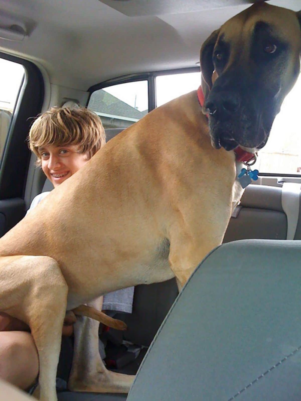 brown great dane sitting on a boy's lap inside a car
