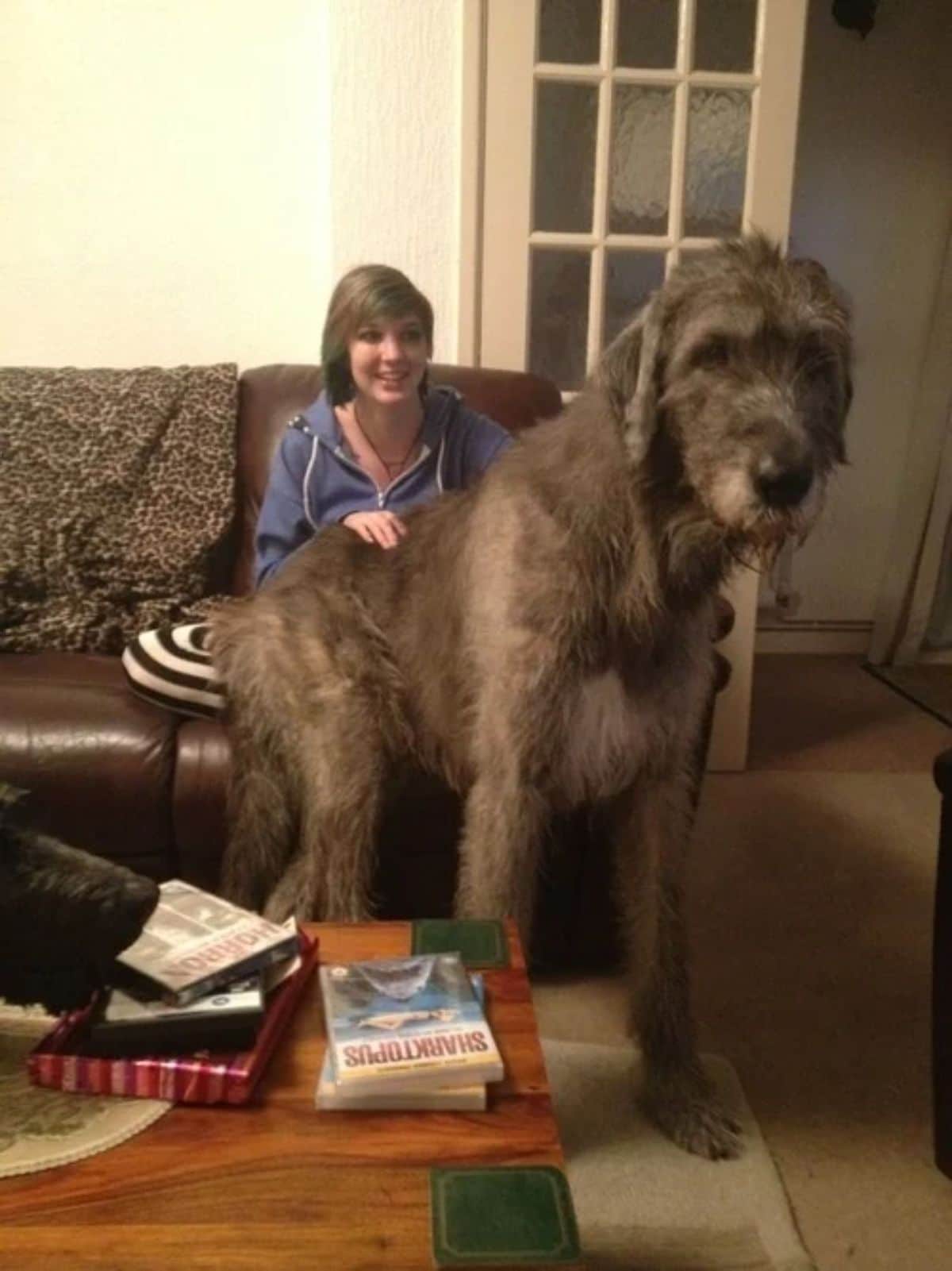 brown irish wolfhound sitting on a woman's lap and the dog's legs are placed on the floor
