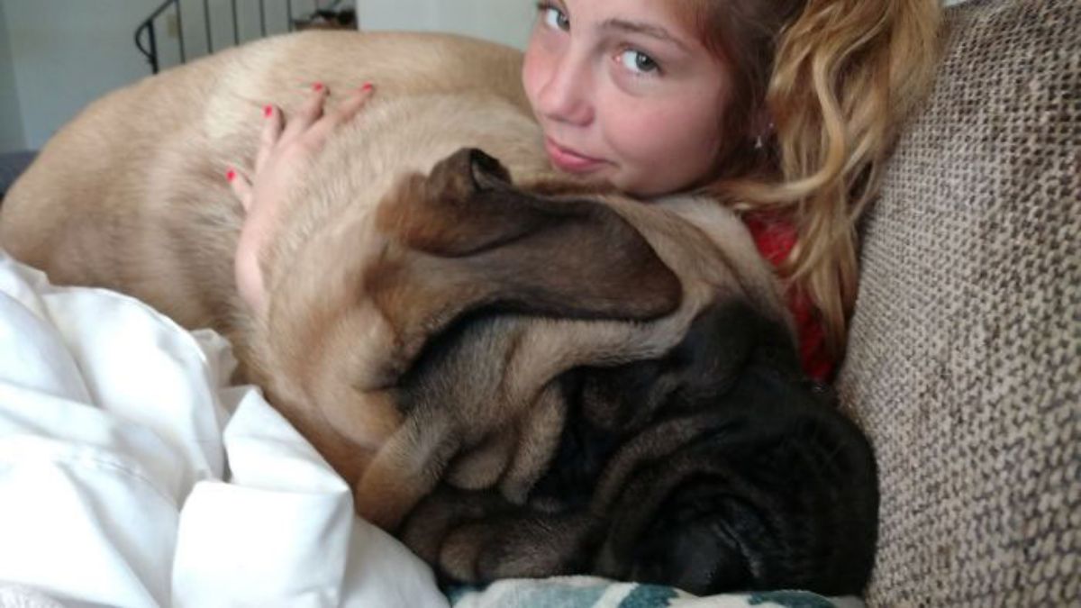 brown mastiff laying across a girl and being hugged by her