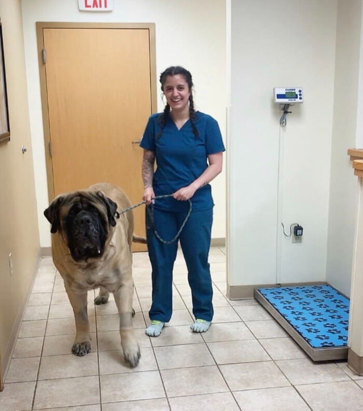 brown mastiff on a leash being held by a vet