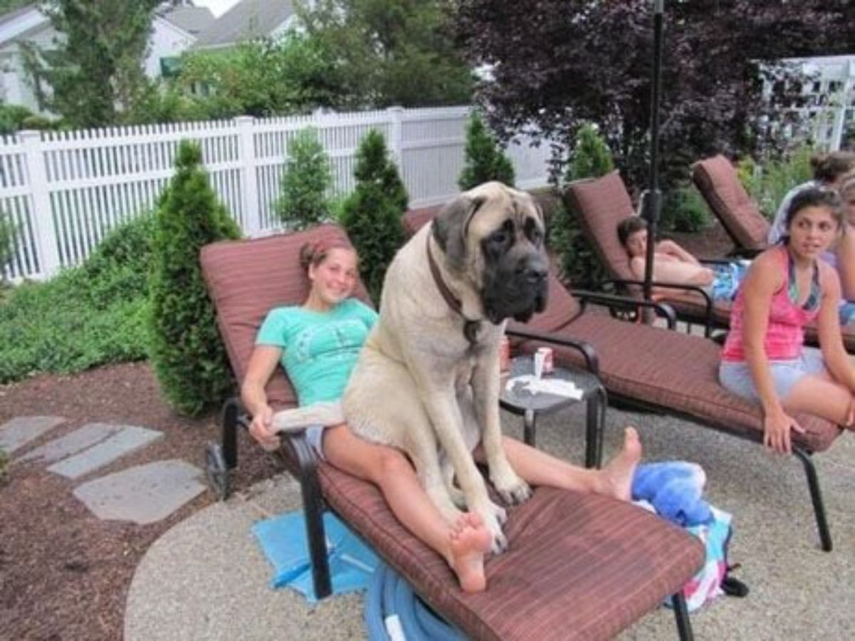 brown mastiff sitting on a woman's lap on a lounge chair with other people on other lounge chairs