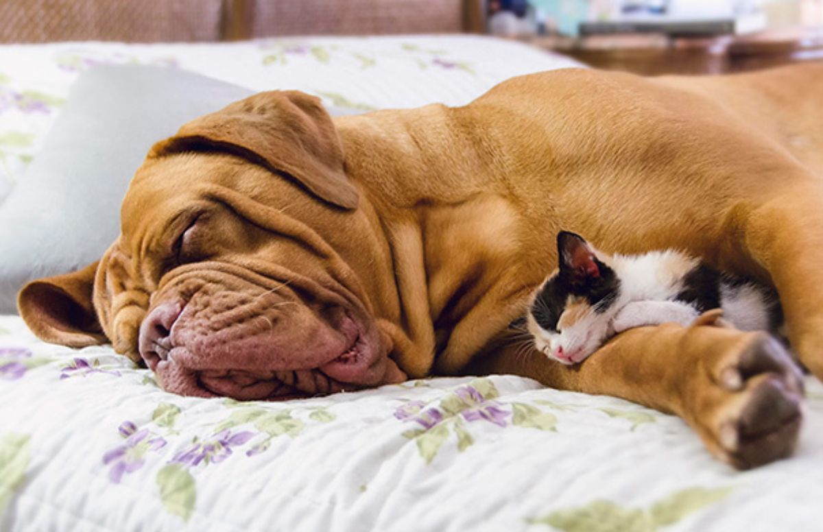brown mastiff sleeping on a white and floral bed cuddling a sleeping white orange and black kitten