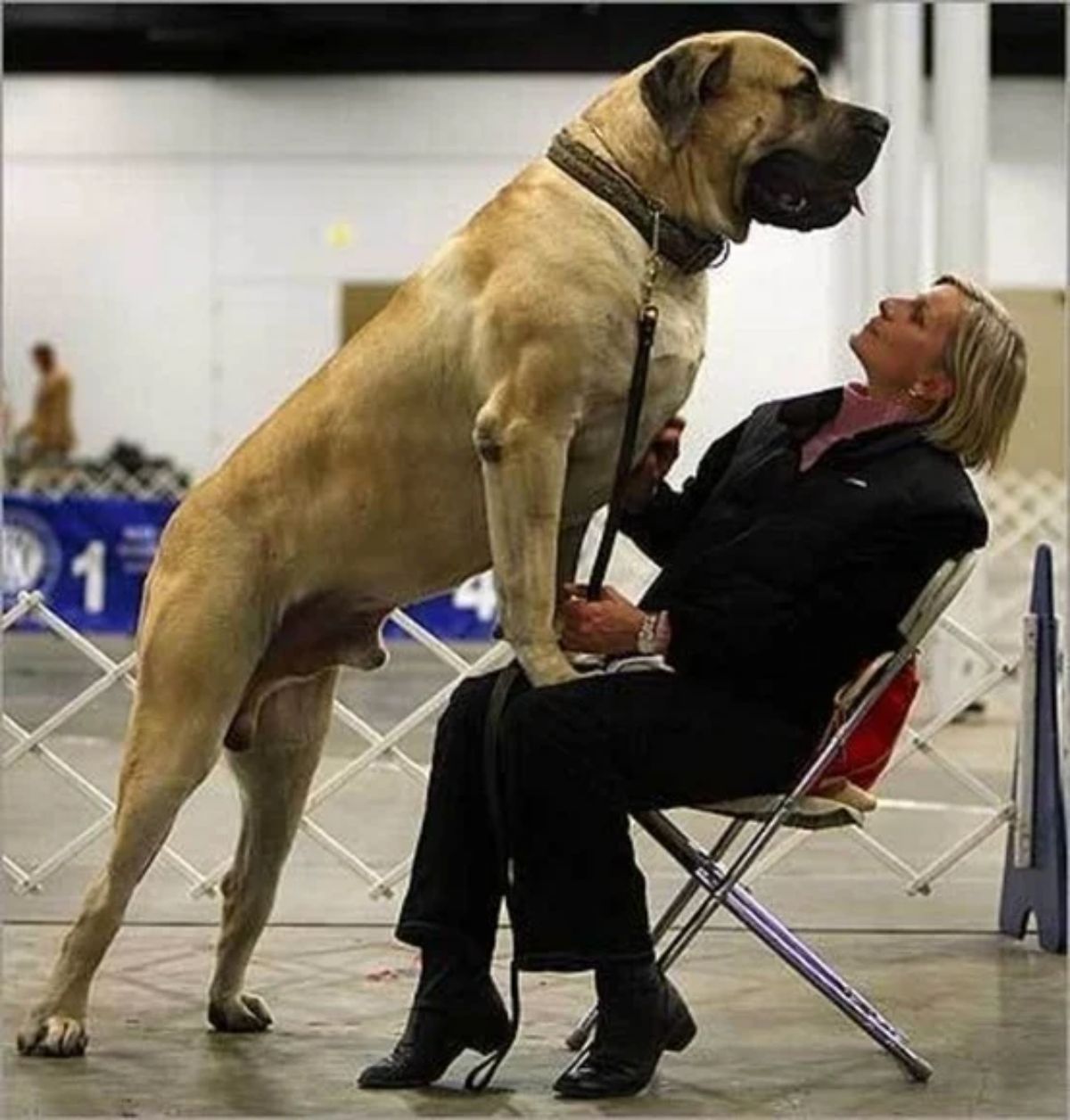 brown mastiff standing on hind legs with the front paws resting on a woman sitting on a chair