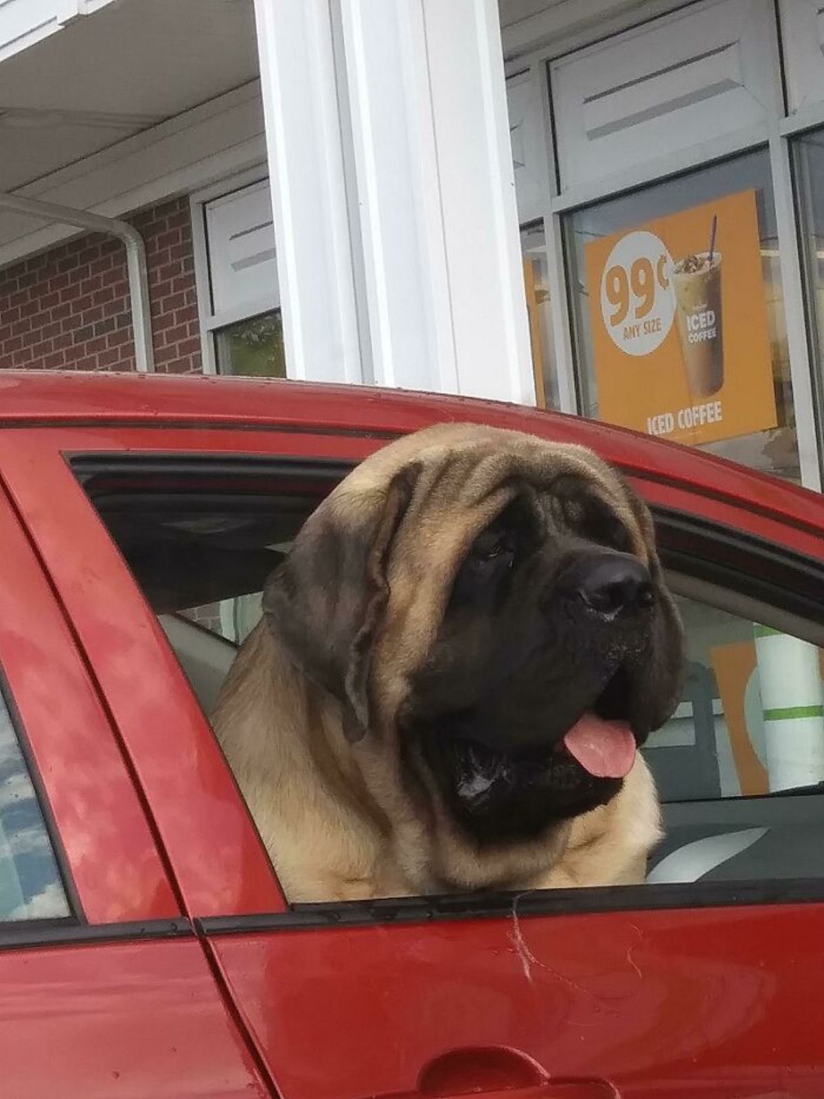 brown mastiff sticking the head out of a red vehicle