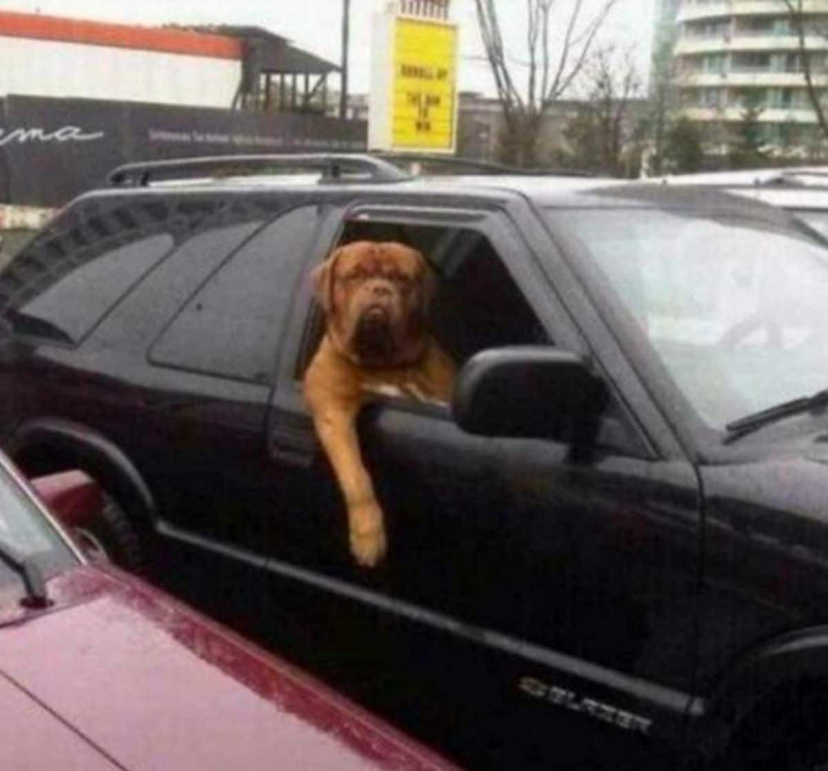 brown mastiff with head and one leg sticking out of a black suv