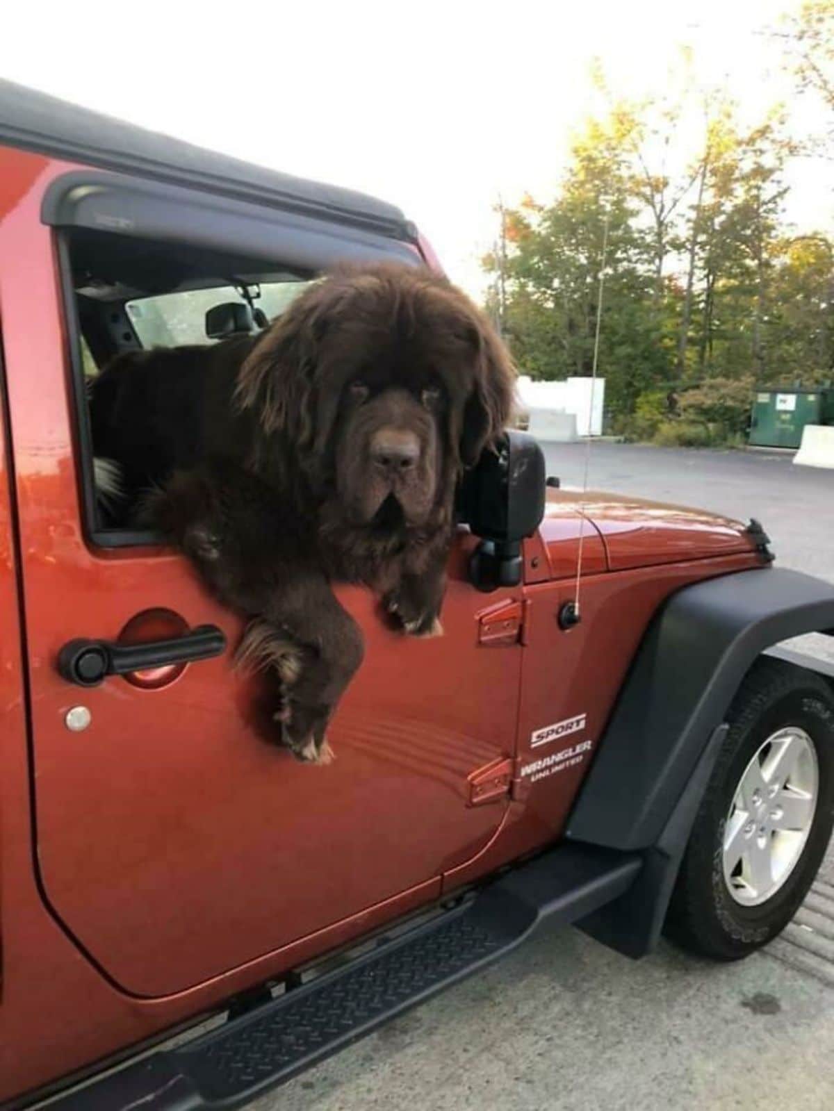 brown newfoundland leaning out of a red vehicle