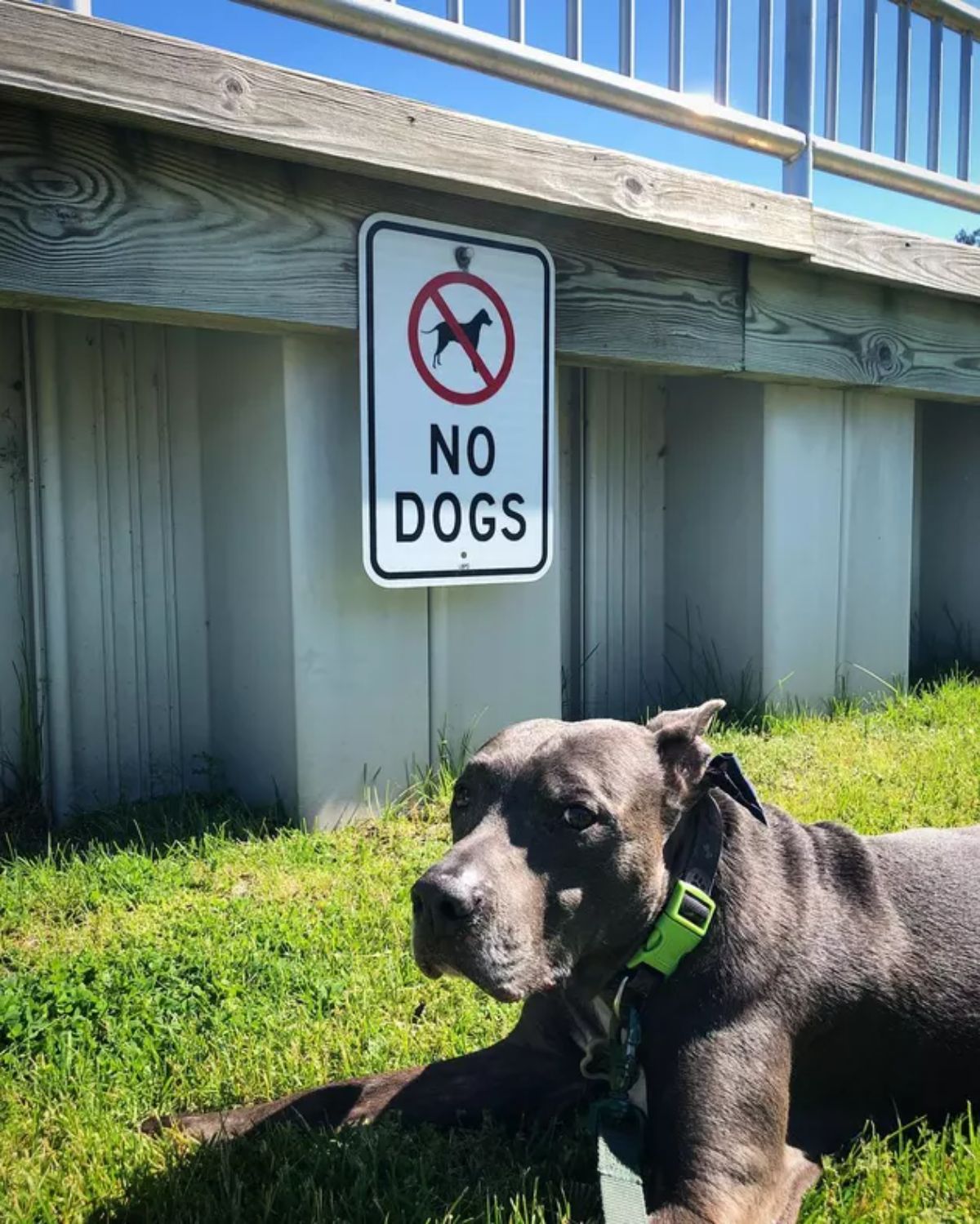 brown pitbull laying on gras next to a no dogs allowed sign