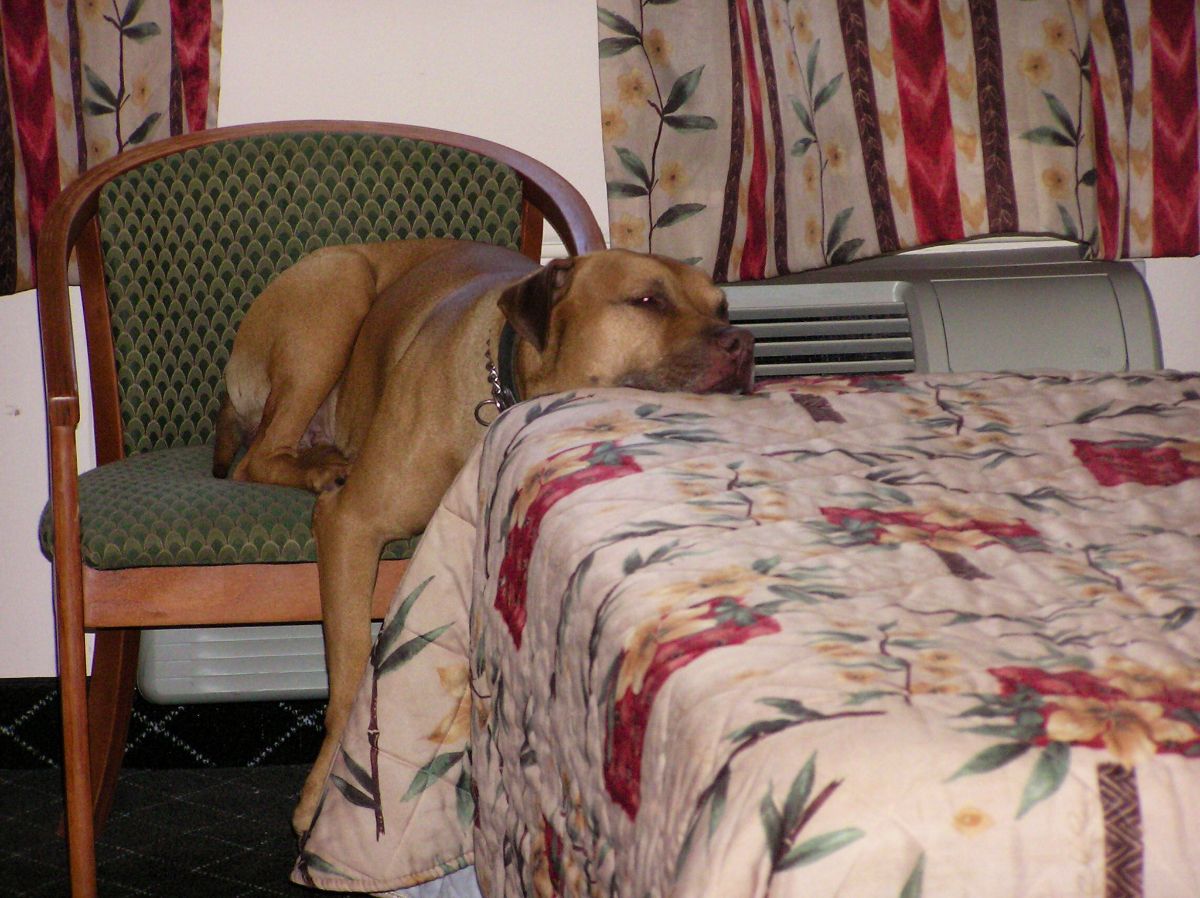 brown pitbull sitting on a green and brown chair with the head on a bed and one leg hanging off the chair