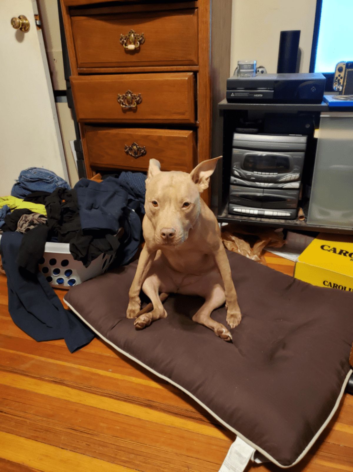 brown pitbull sitting on its haunches on a brown dog bed in a meditative pose
