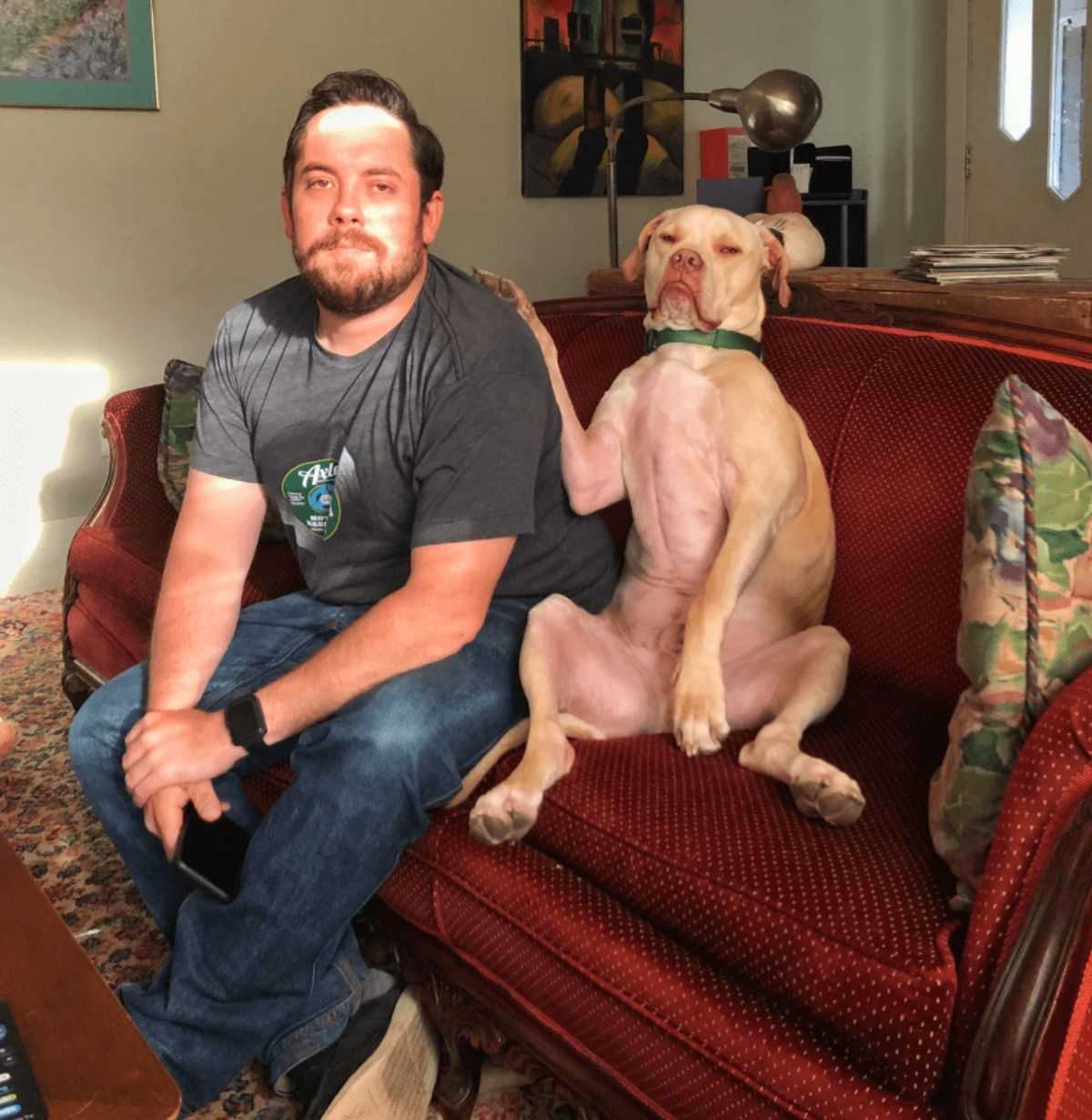 brown pitbull sitting on its haunches on a sofa with one paw on a man's shoulder