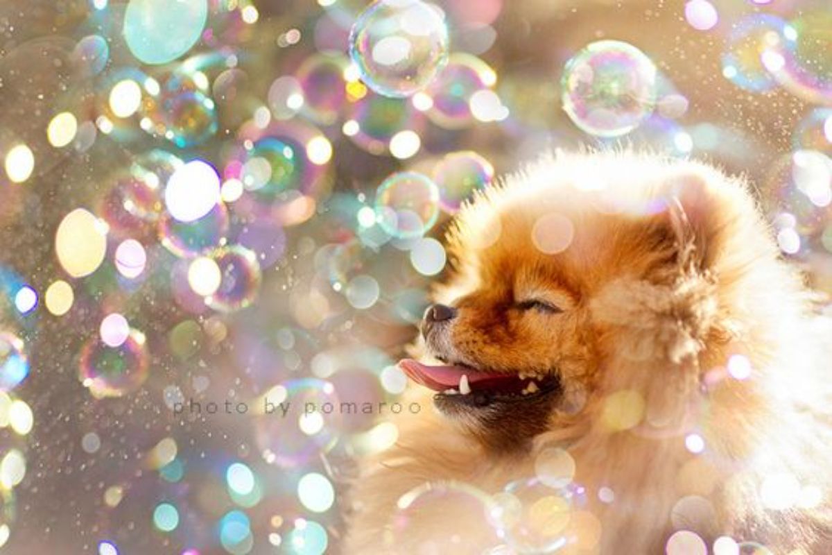 brown pomeranian surrounded by bubbles
