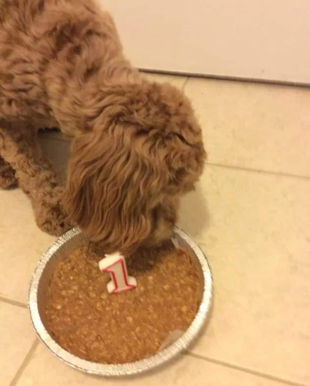 brown poodle eating a brown birthday cake with a 1 candle in the middle