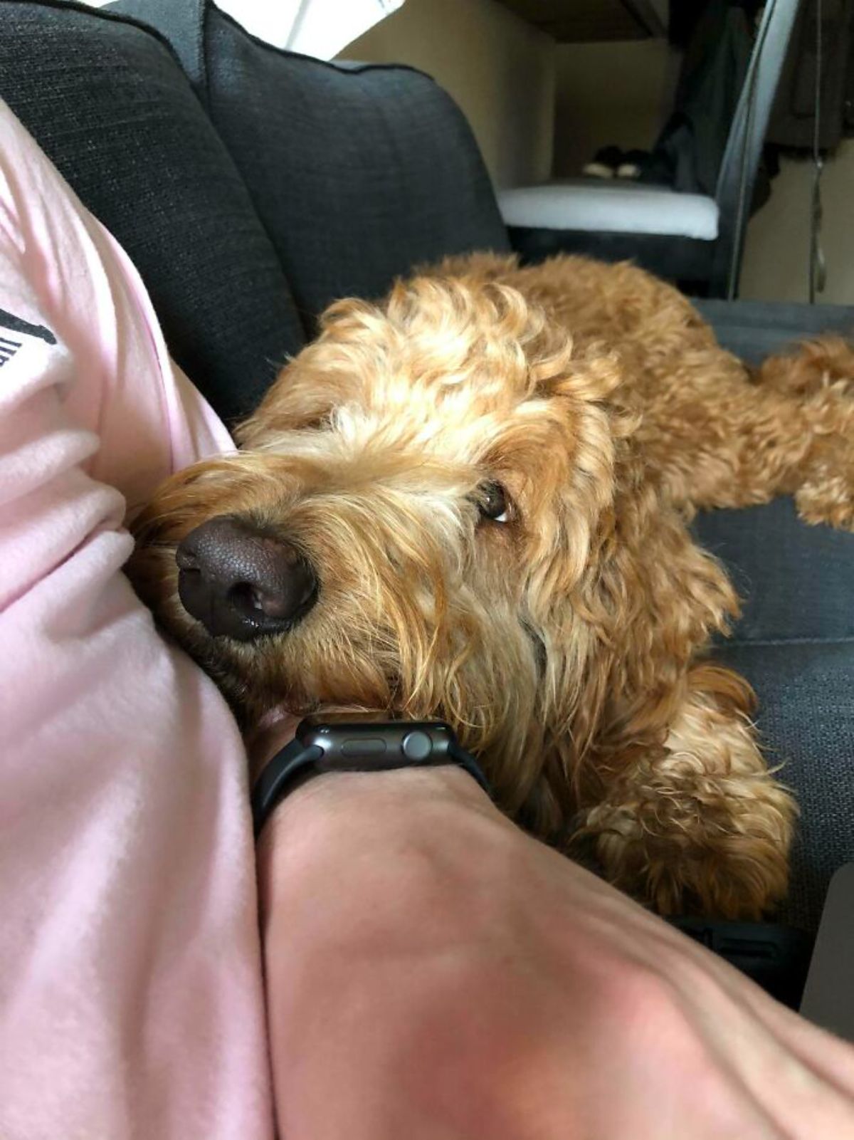 brown poodle laying its head on someone's arm and looking up lovingly