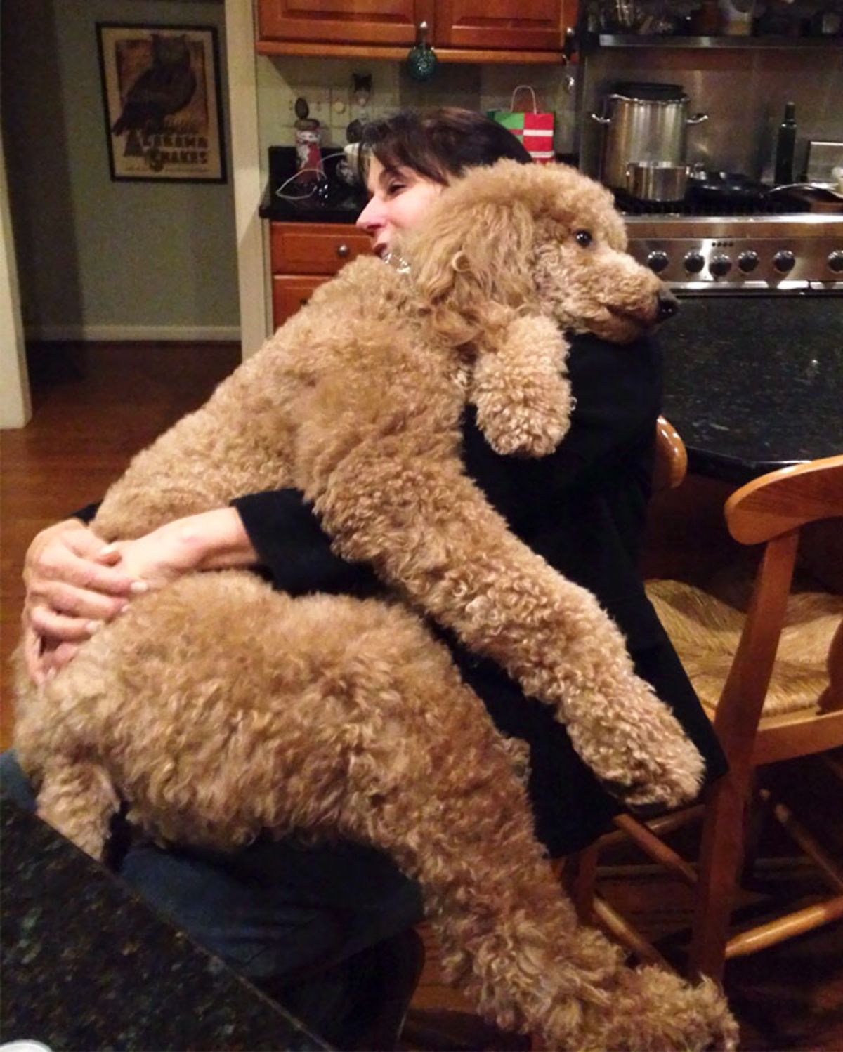 brown poodle laying on a woman and being hugged