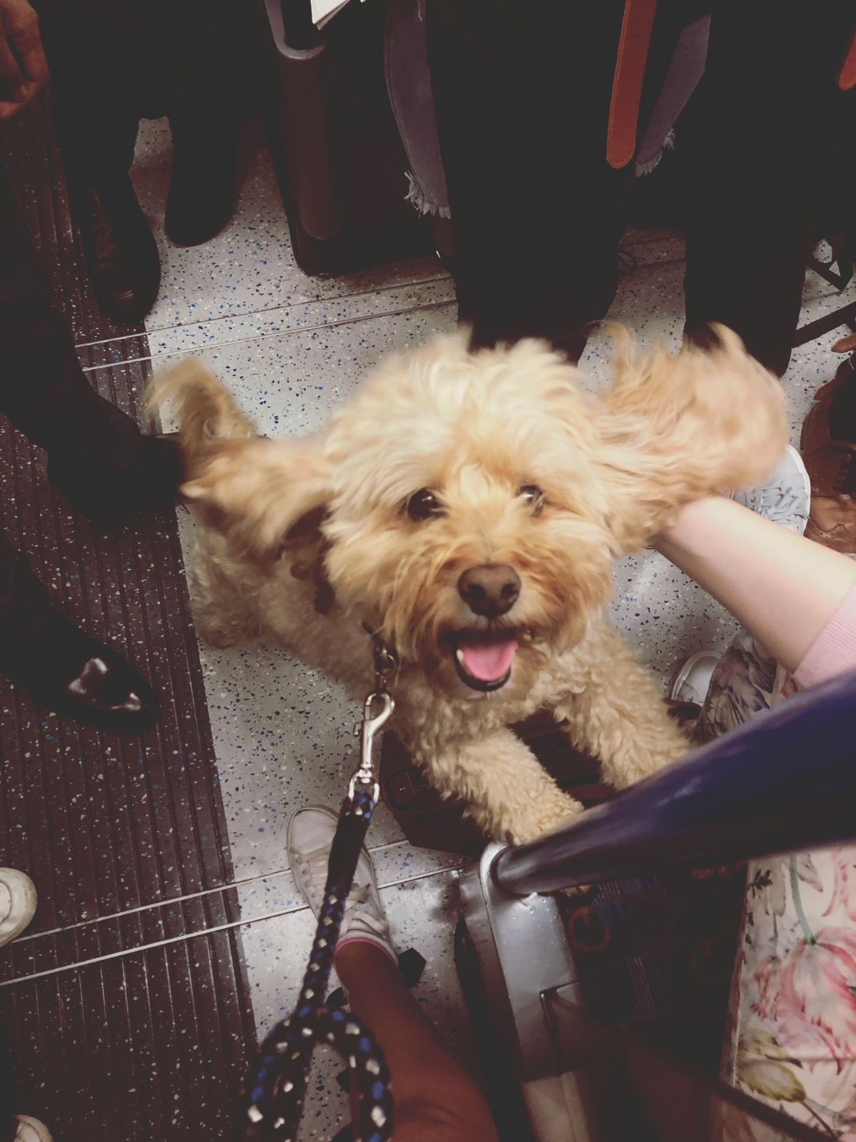 brown poodle on the floor of a train surrounded by people