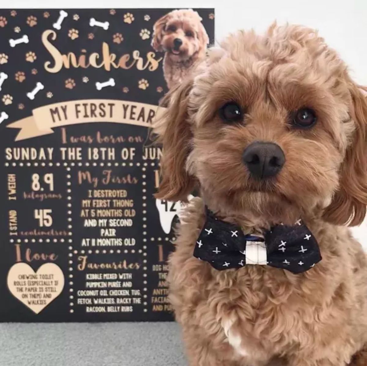 brown poodle puppy with a black and white bowtie in front of a board giving details about the dog's first year