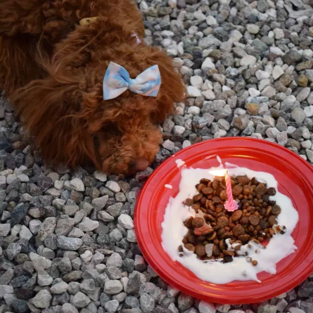 brown poodle puppy with a ribbon on the head in front of dog food with a candle on top