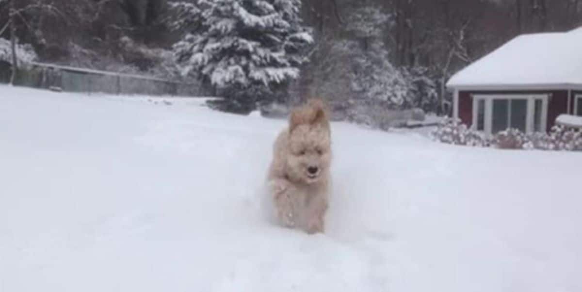 brown poodle running in snow