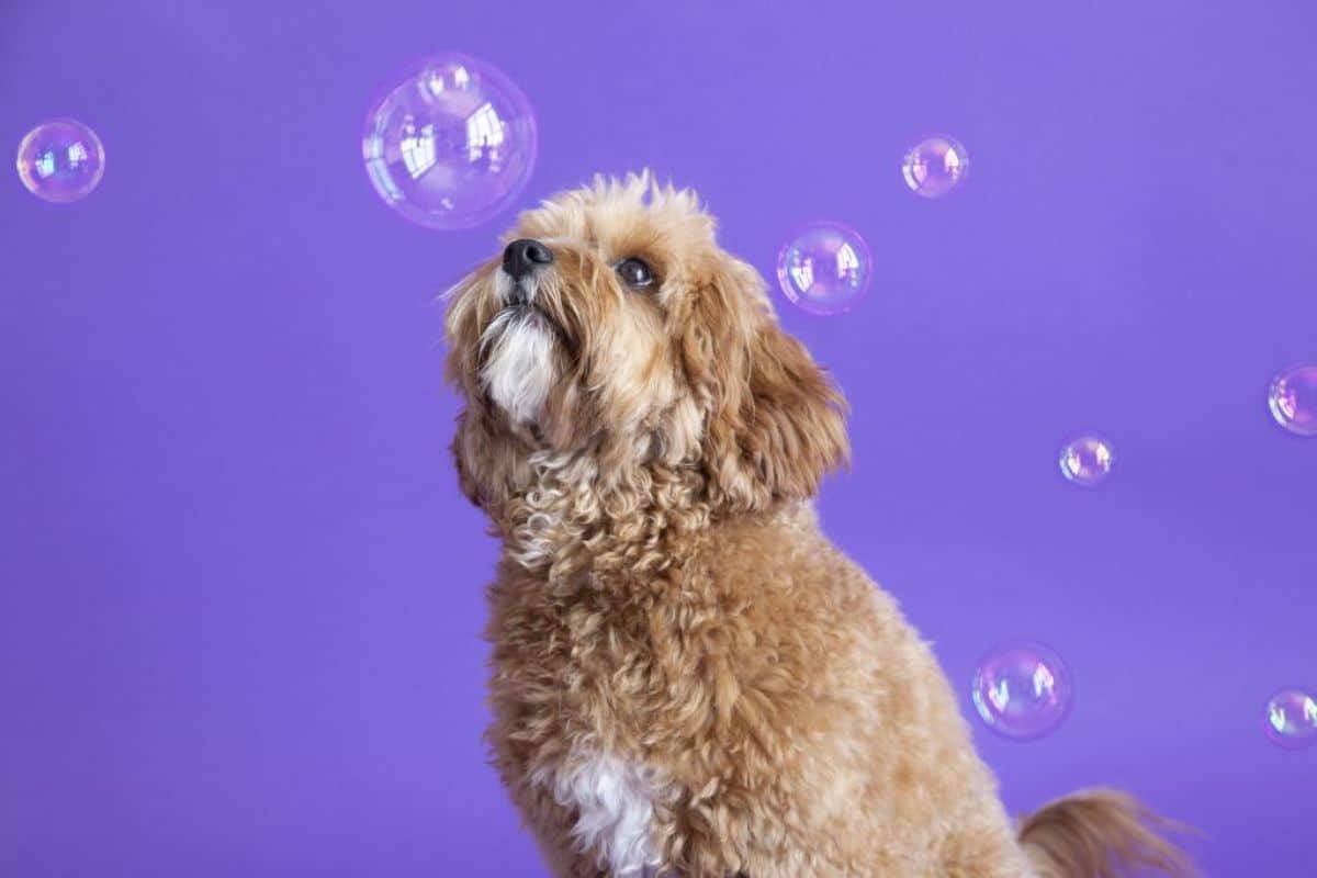 brown poodle sitting and watching soap bubbles surrounding it