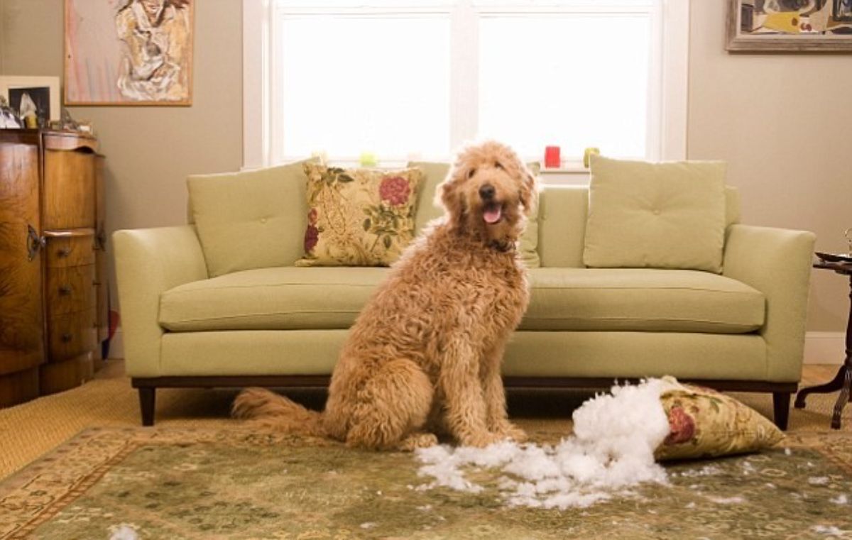 brown poodle sitting next to a ripped up cushion on the floor