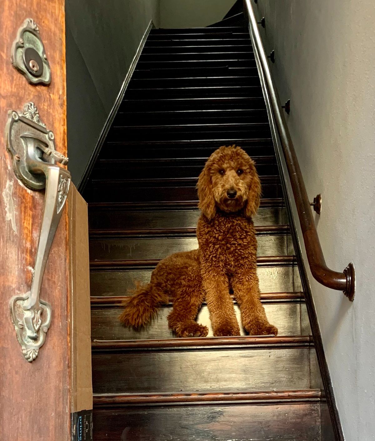 brown poodle sitting on a stair with the front legs on the next stair in front of an open door