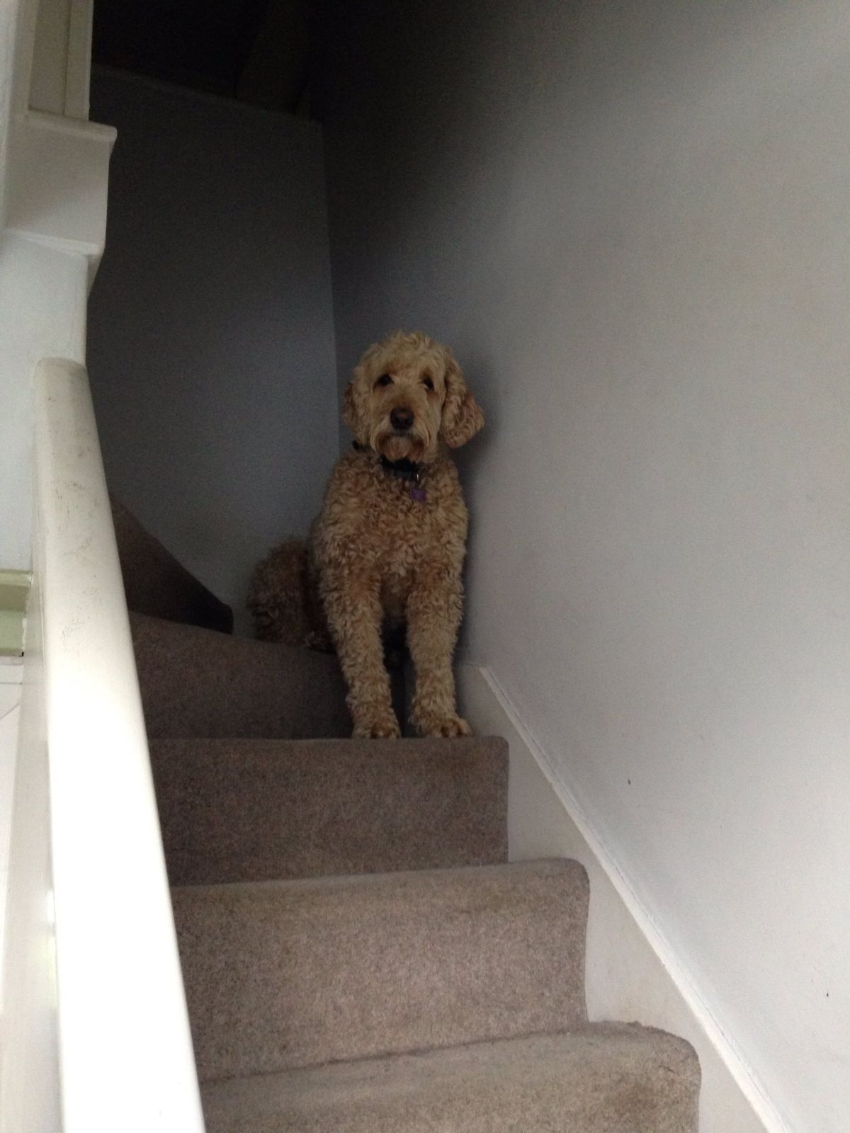 brown poodle sitting on a stair with the front legs on the next stair