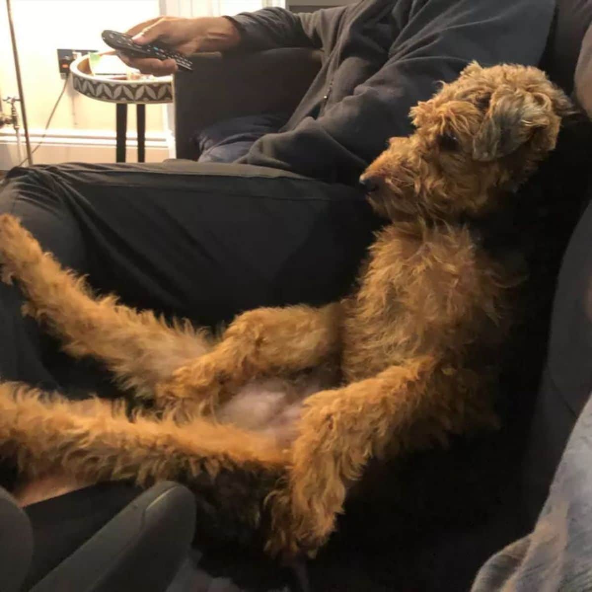 brown poodle sitting up leaning back on a black couch next to a person