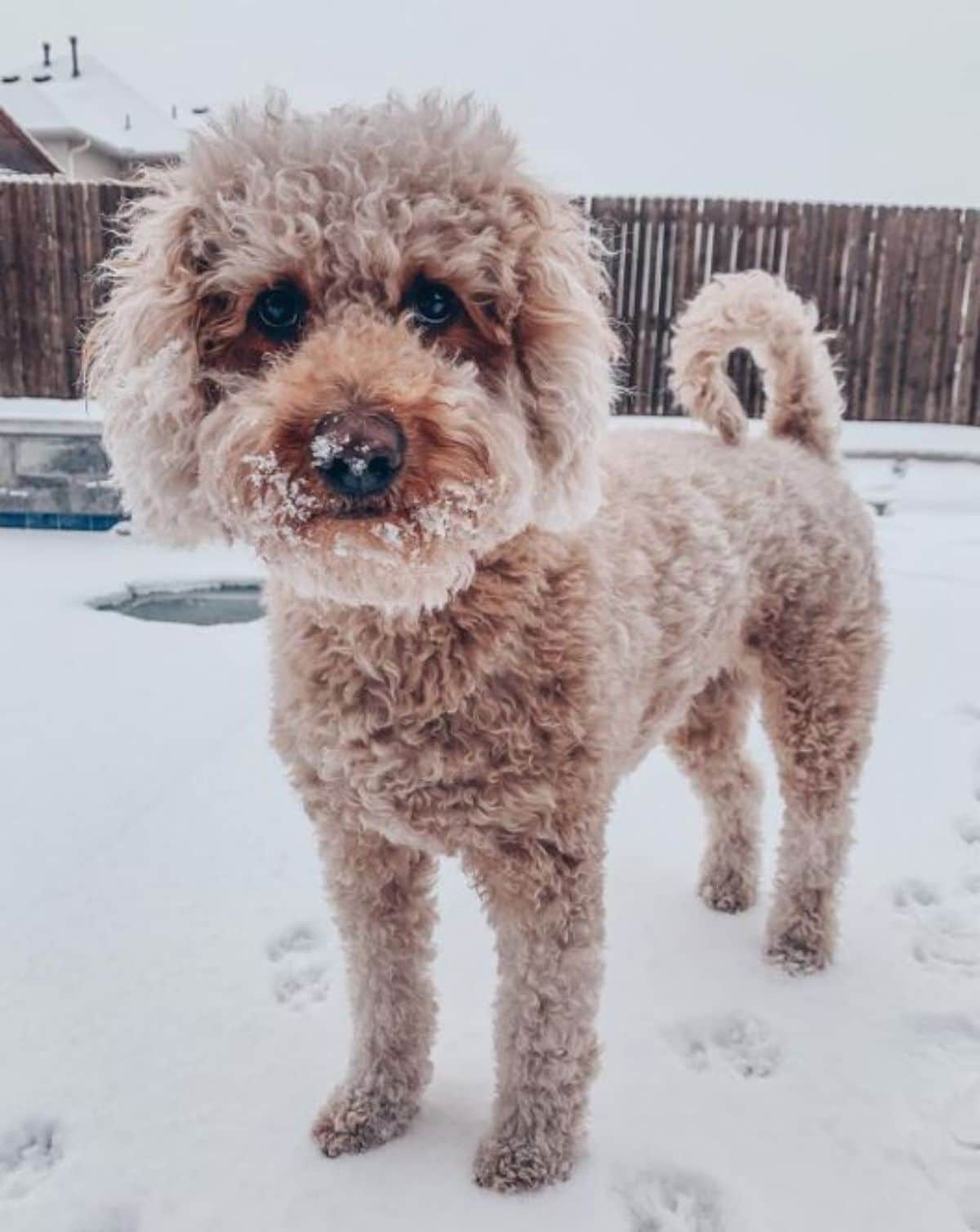 brown poodle with a snow beard standing in snow