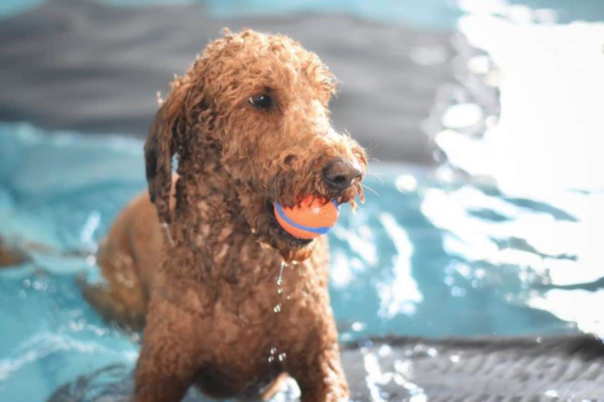 brown poodle with an orange ball in its mouth in a swimming pool