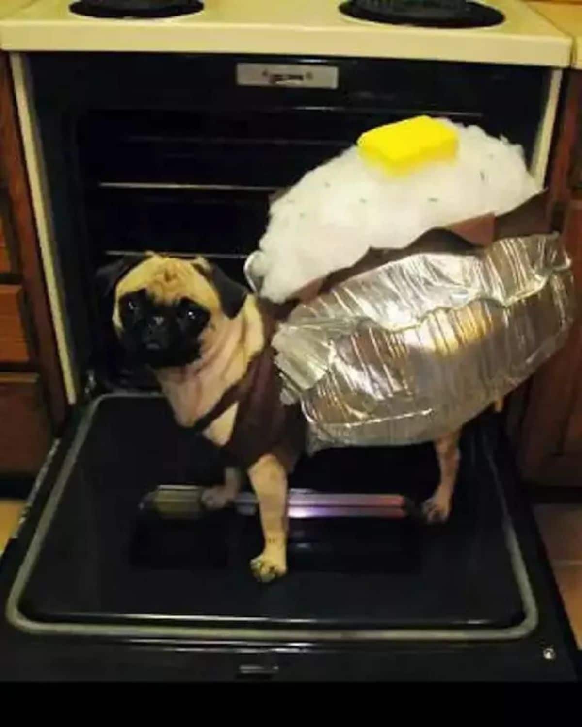 brown pug dressed in a boiled egg outfit