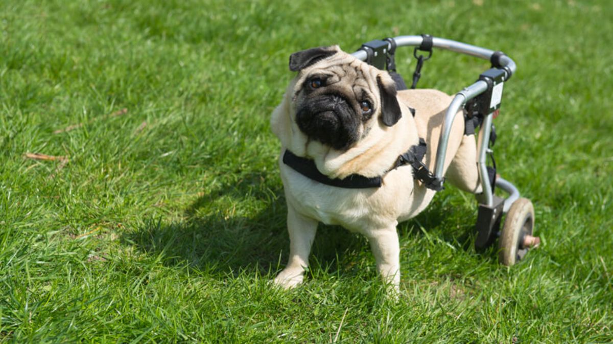 brown pug in a wheelchair standing on grass