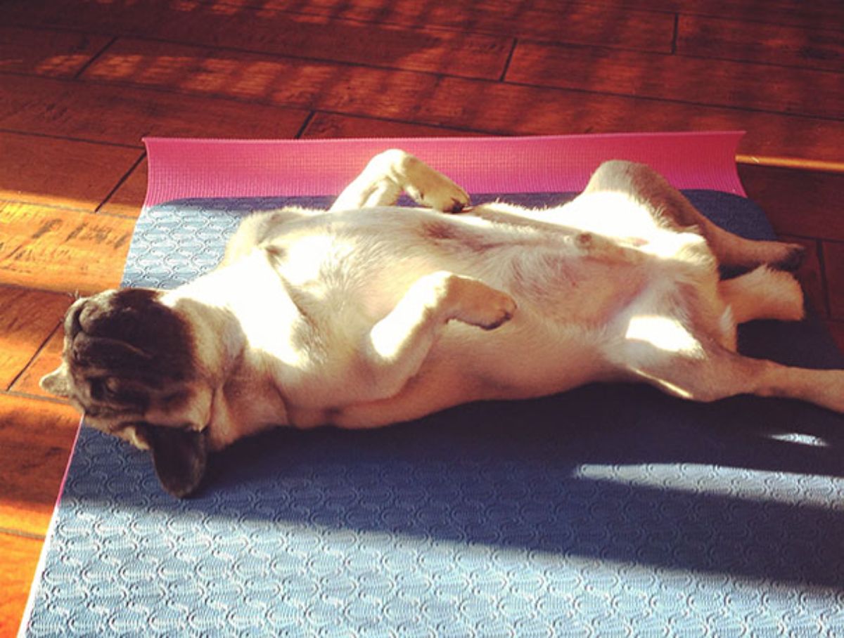brown pug laying belly up on a blue and pink yoga mat