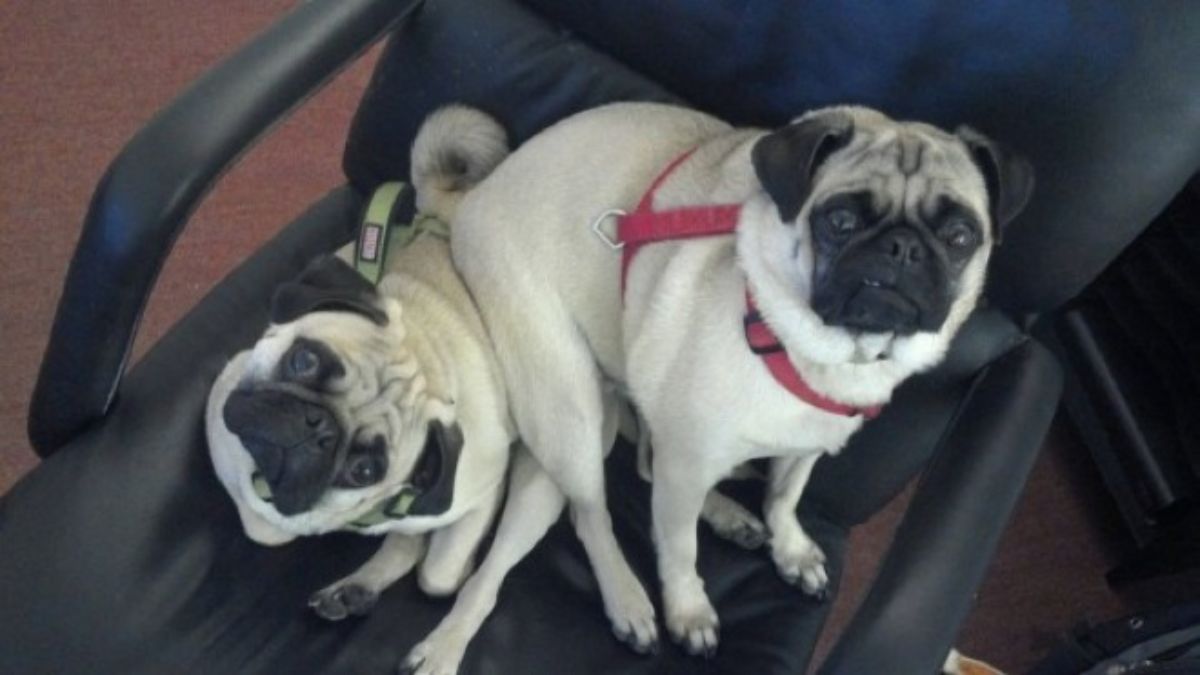 brown pug laying on a black chair with another brown pug sitting on top of it