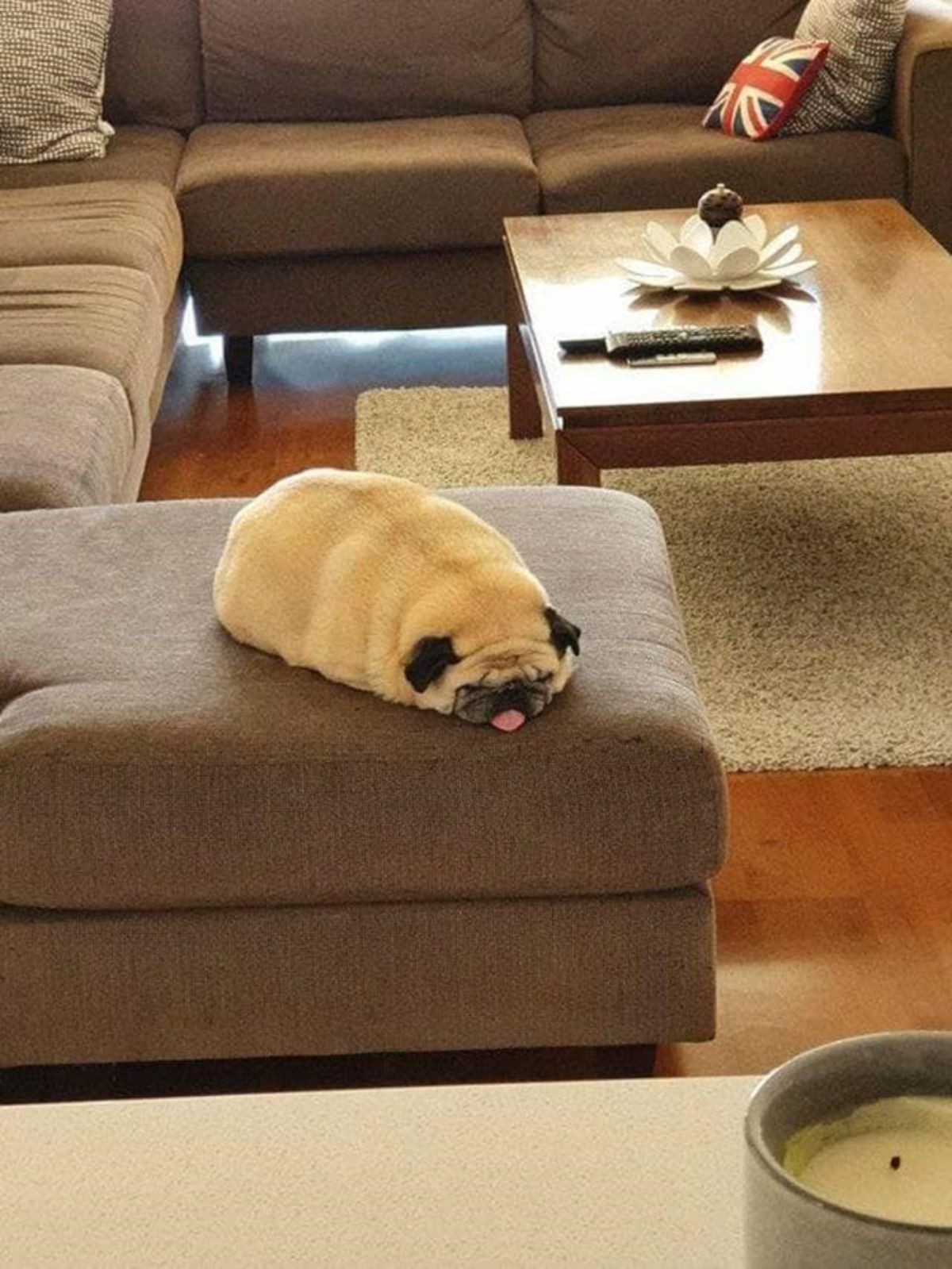 brown pug laying on a brown sofa with the feet tucked in and the tongue sticking out